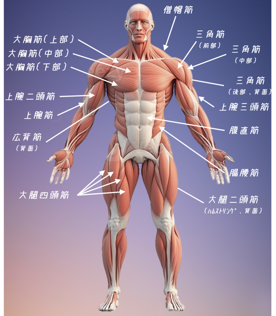 筋肉の名称を解説